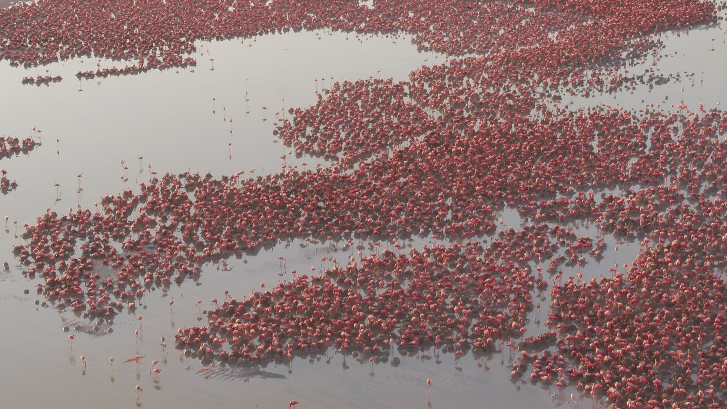 "Mexikos magische Tierwanderungen": Flamingo-Kolonie in Ria Lagartos.