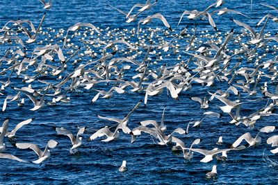 Der Flug des Seeadlers