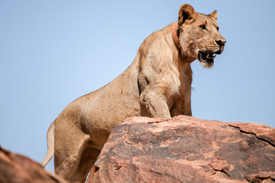 Wüstenkönige - Die Löwen der Namib