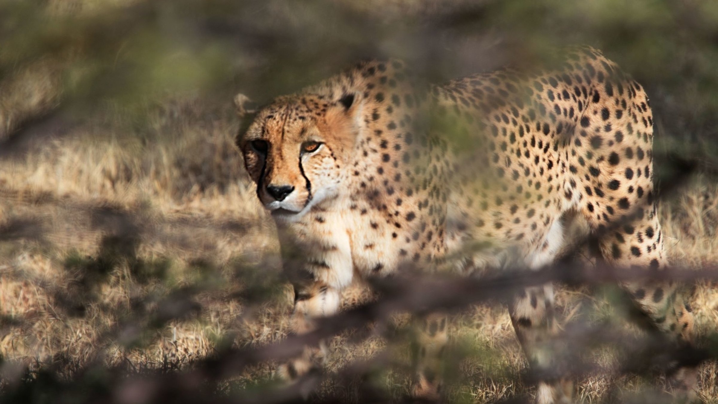 "Mein Afrika - Cheetah und ihre Jungen" - Gepard in der Serengeti.