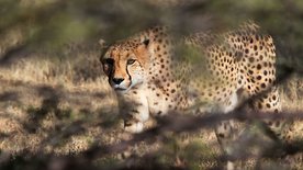 Mein Afrika - Cheetah und ihre Jungen