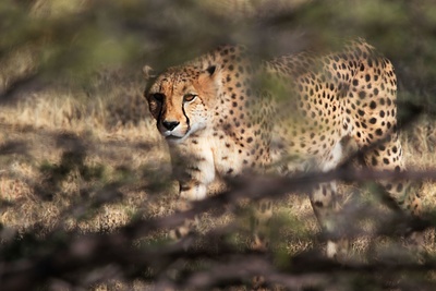 Mein Afrika - Cheetah und ihre Jungen