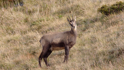 Lungau - Wildnis im Herzen der Tauern