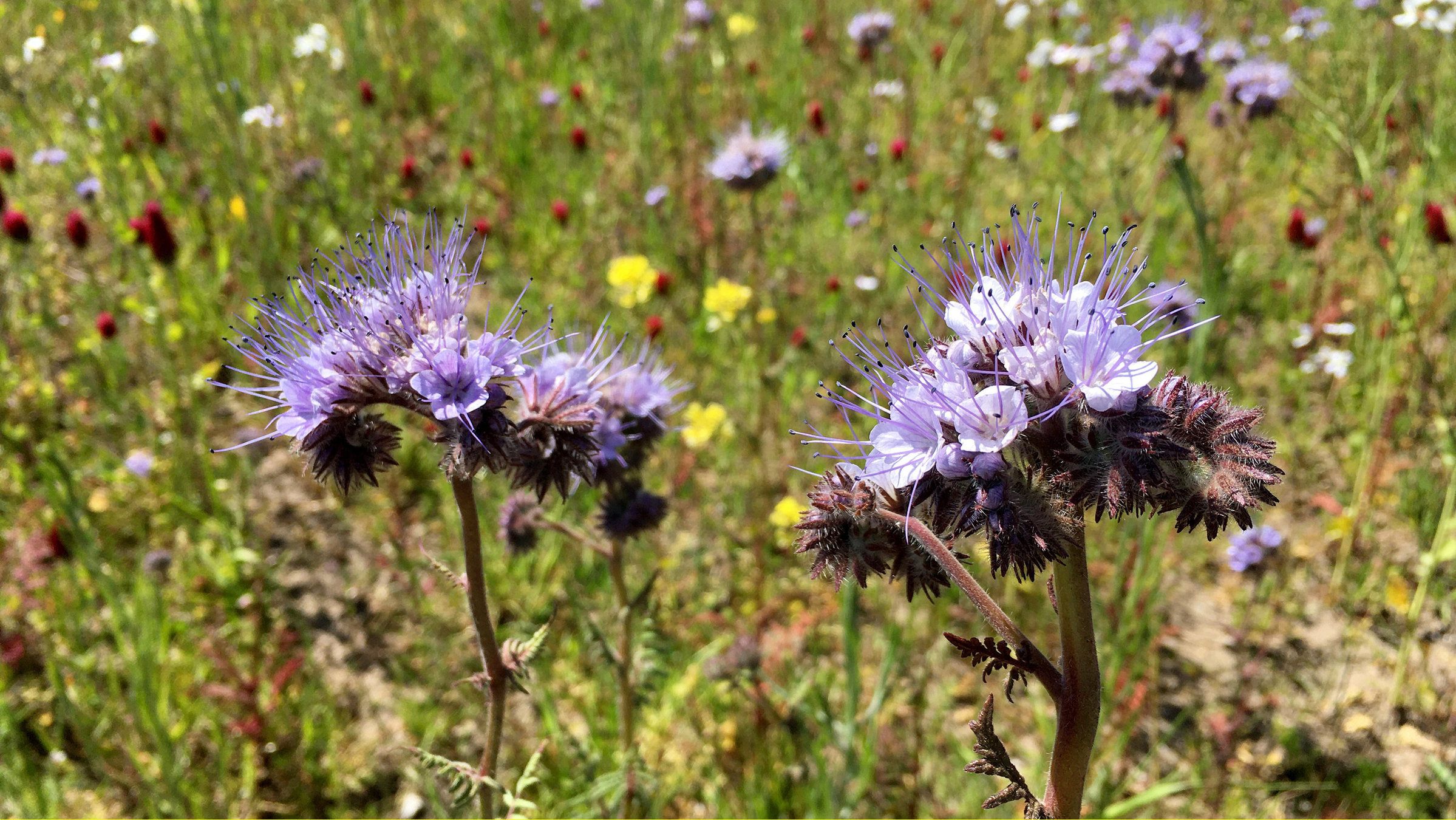 "Die Nordreportage - Bauern, Blüten, Bienenvölker": In Niedersachsen gibt es immer mehr Blühstreifen.