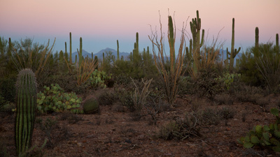 Amerikas Naturwunder: Die Saguarowüste