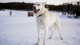 Abenteuer Lappland (3/3)