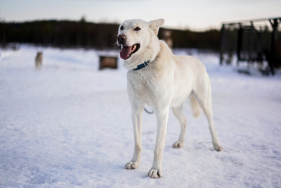 Abenteuer Lappland - Die Husky-Tour des Lebens (1/3)