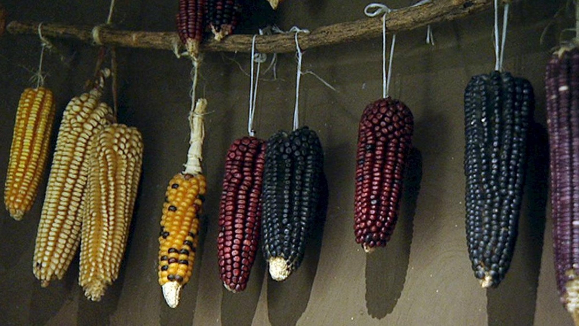 "Eine Hand voll Leben - Geschichte(n) vom Mais": Aufgehängte Maiskolben in verschiedenen Farben.