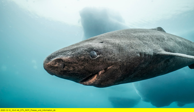 Haie eiskalt! Jäger zwischen Nordsee und Grönland