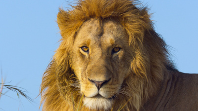 Afrikas Ikonen der Tierwelt (1/3)