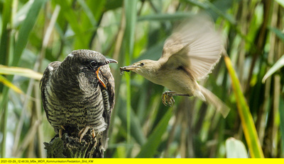 Wasserwildnis in Westfalen - Münsters Rieselfelder