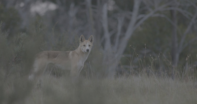 Waffen der Tiere: Offenes Gelände