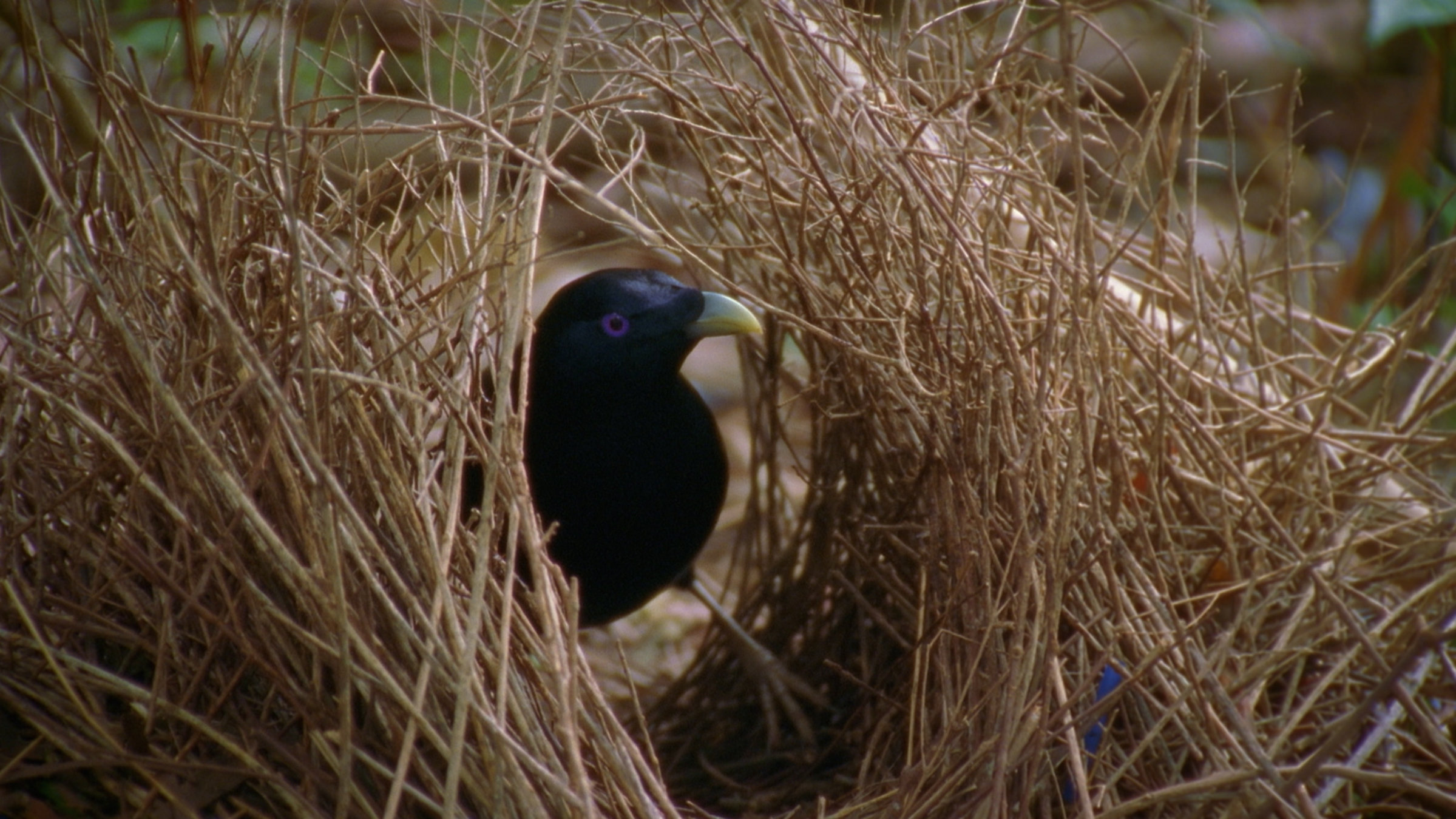"Baumeister der Wildnis (2/2) - Webervögel, Ameisen und Co.": Mittelgroßer dunkler Vogel mit gelbem Schnabel sitzt in einer Art Tunnel aus feinen Zweigen.