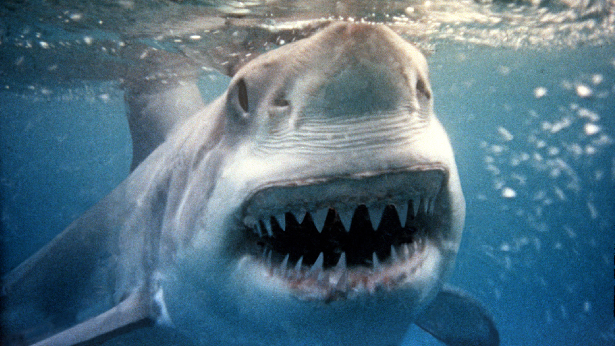 "Waffen der Tiere - Unter Wasser": Ein weißer Hai knapp unter der Wasseroberfläche. Sein Maul ist offen und man sieht seine spitzen Zähne.