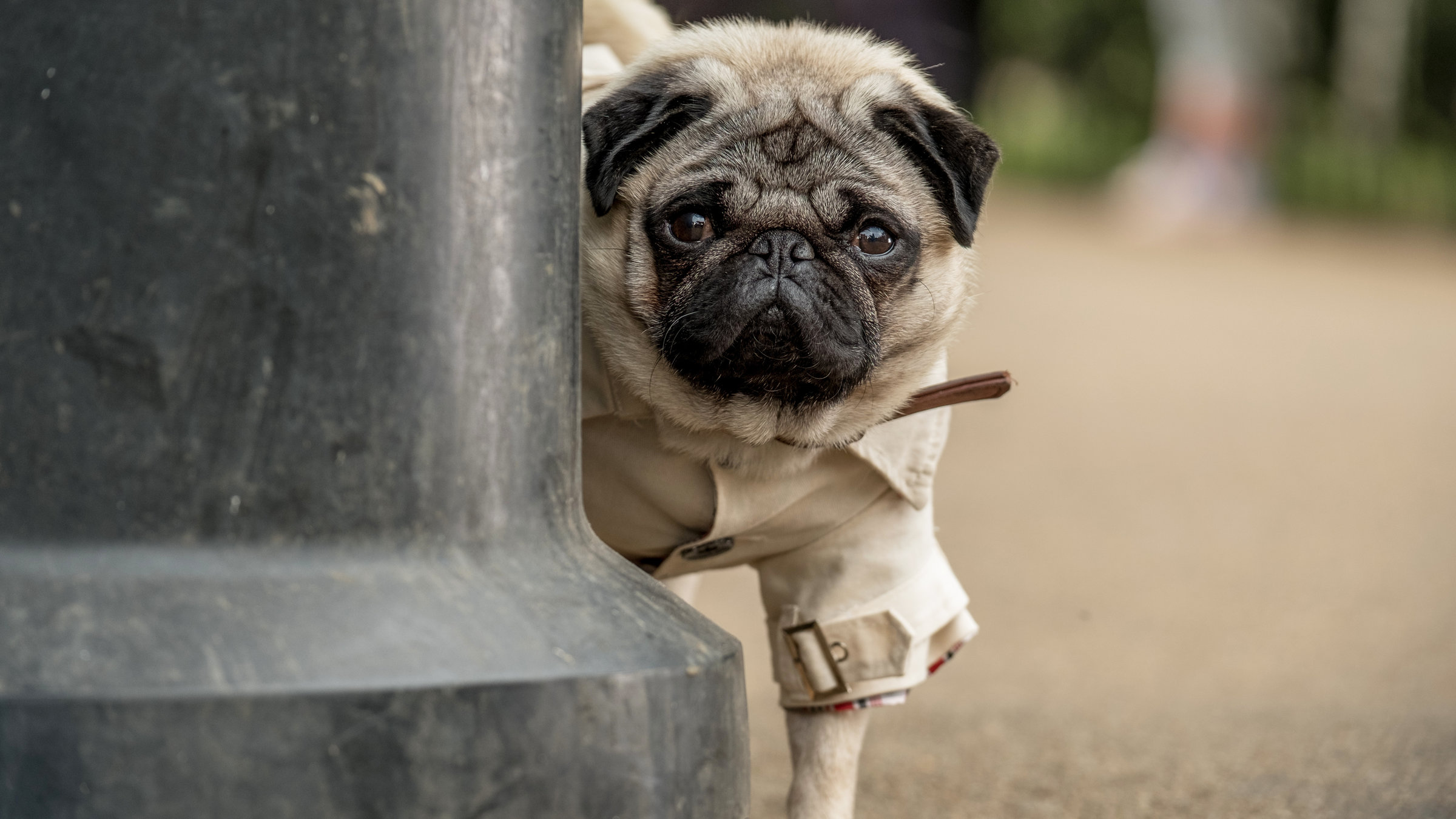 "Ein Mops zum Verlieben": Mops Patrick trägt steht in seiner Hundejacke auf der Straße und schaut versteckt hinter einem dicken Metallpfosten hervor.