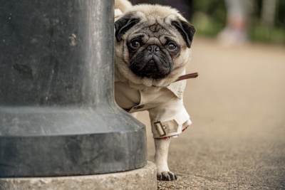 Ein Mops zum Verlieben