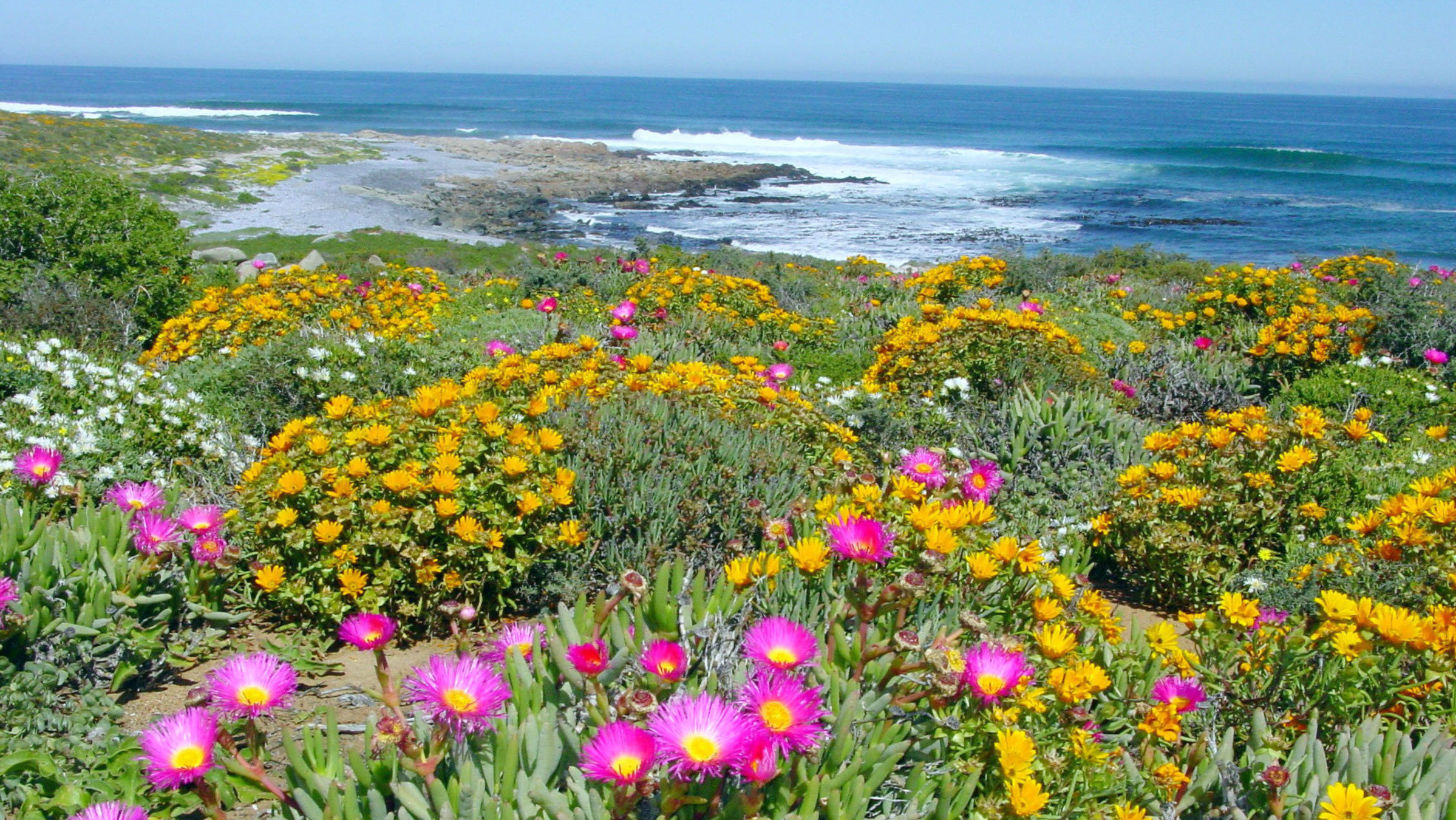"Namaqualand - Der Blumengarten Afrikas": Die Westküste Südafrikas, das Namaqualand, zur Blütezeit der Mittagsblumen.