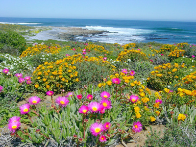 Namaqualand - Der Blumengarten Afrikas