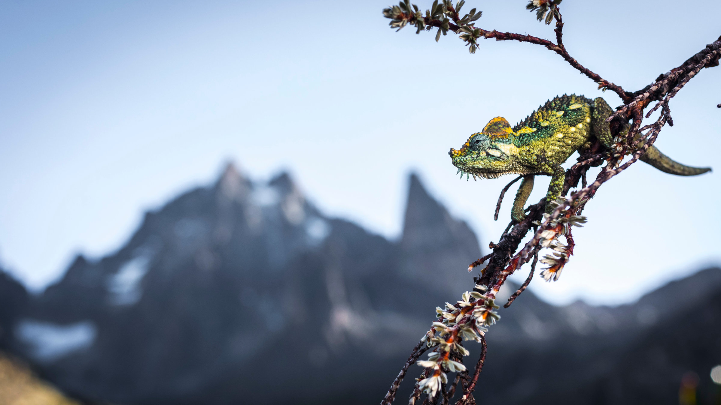 "Terra X: Eisige Welten - Gipfel der Welt": Ein Chamäleon sitzt in der Sonne auf einem Ast. Im Hintergrund erhebt sich der Mount Kenia.