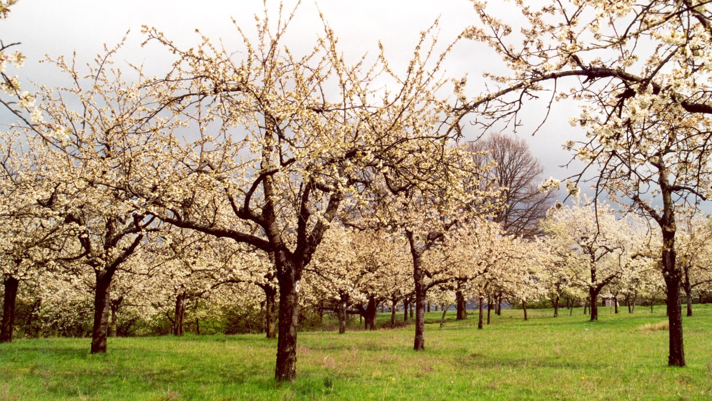 "Streuobstwiese: Alte Sorten – Neue Wege": Blick auf blühende Apfelbäume in der Gegend von Bad Windsheim und Burgbernheim in Mittelfranken.