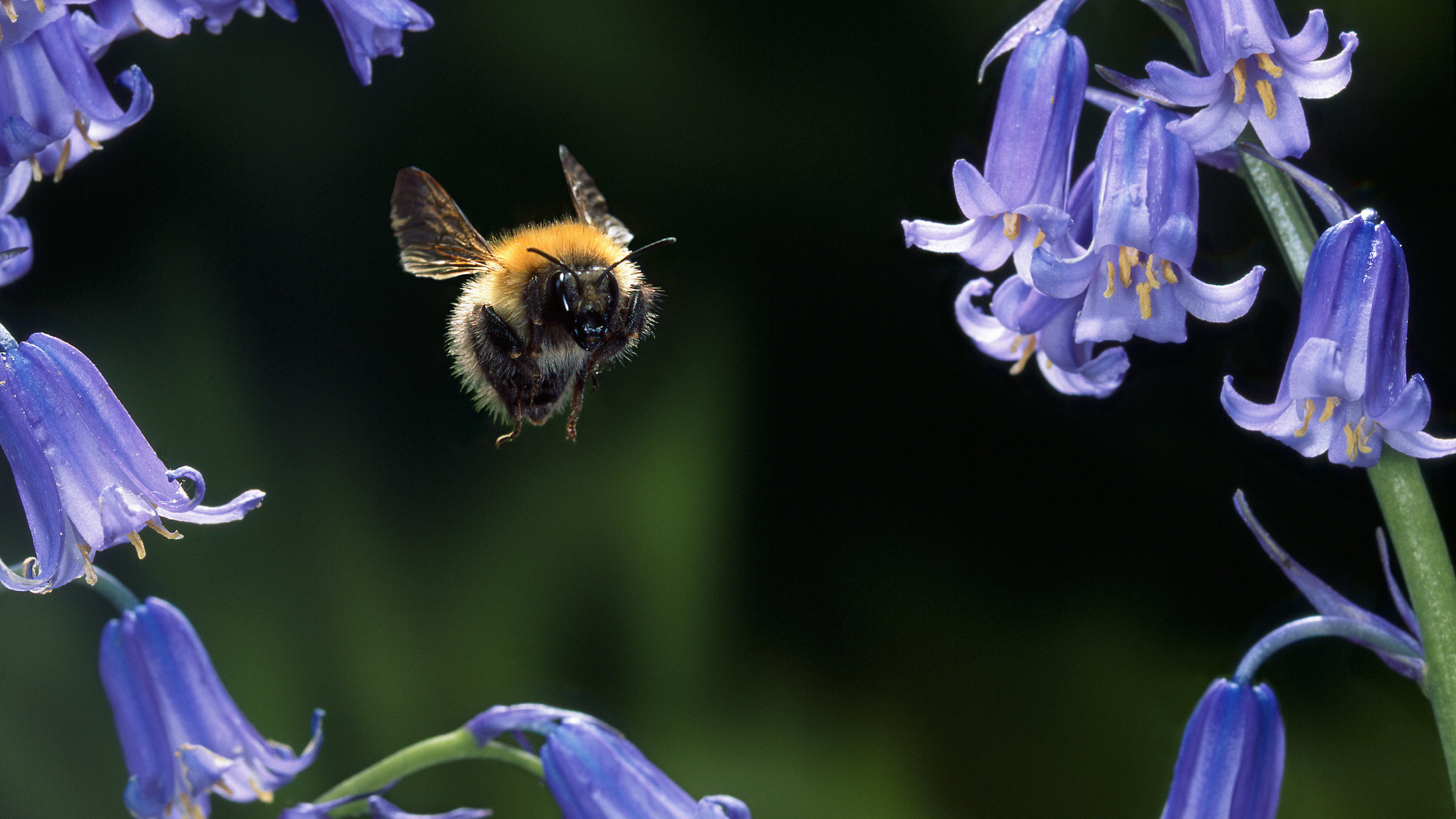 "Magie der Jahreszeiten (1/4) - Frühling": Mitte des Bildes eine Hummel umgeben von blauen Glockenblumen.