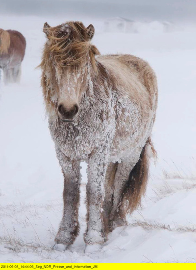 Wildes Skandinavien