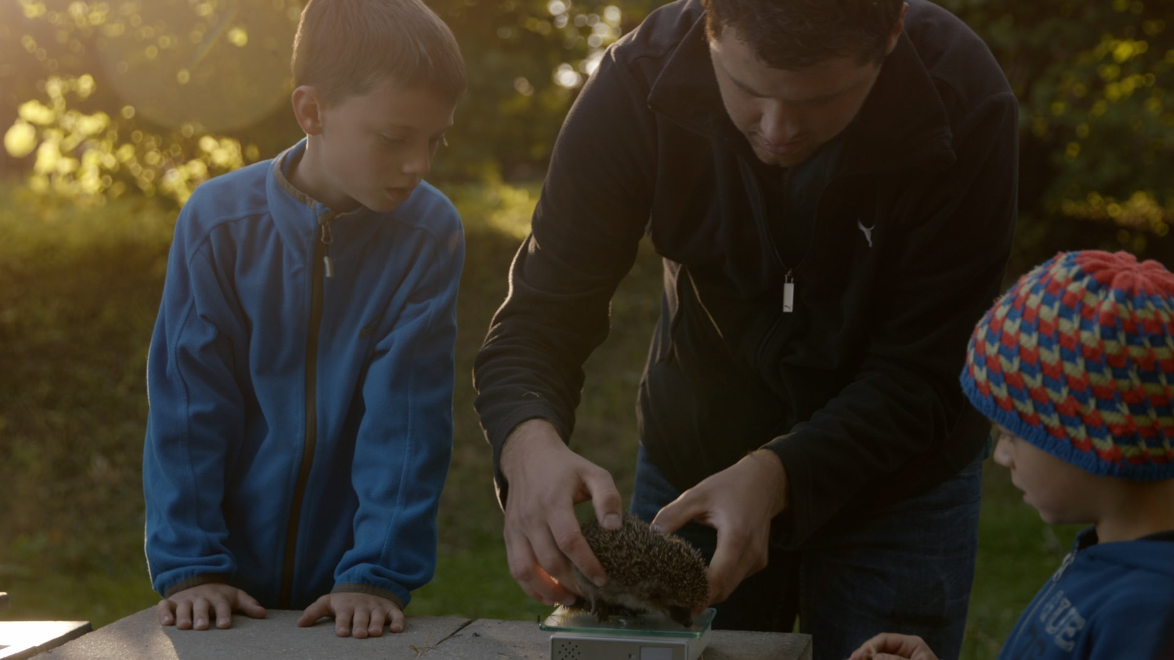 "Igel unter uns": Igelwaisen werden im Herbst gewogen.