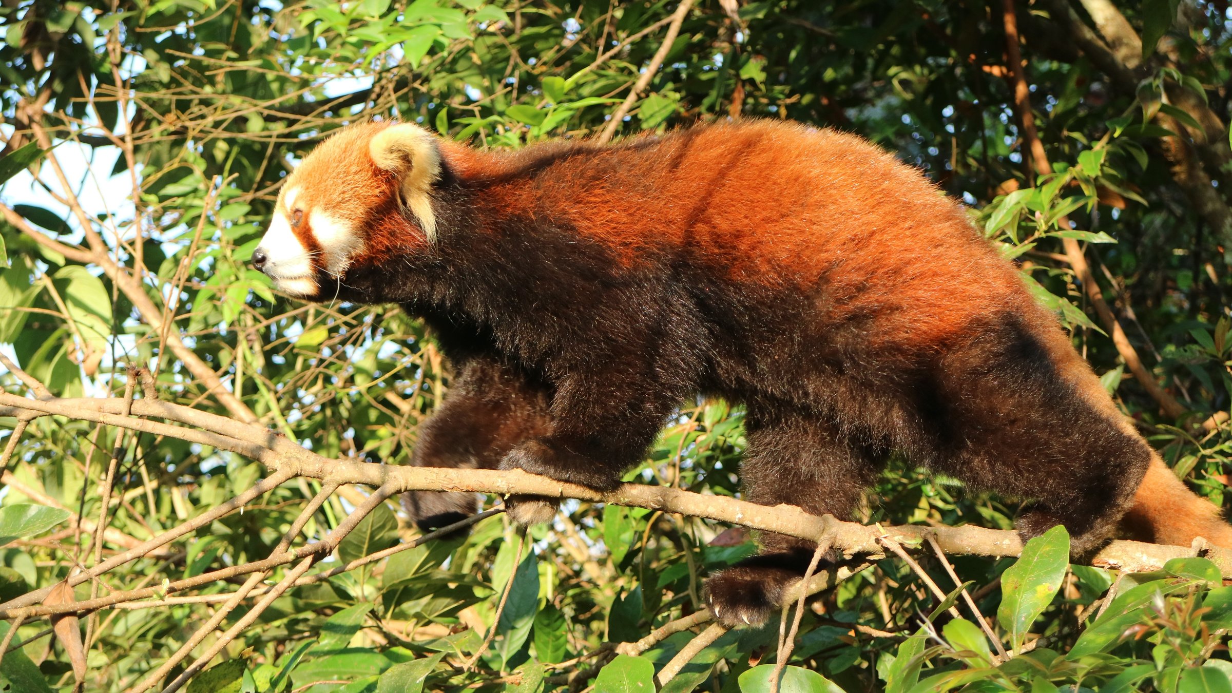 "Asiens wilde Überlebenskünstler (2/3) - In eisigen Höhen": Kleiner roter Panda auf einem Ast.