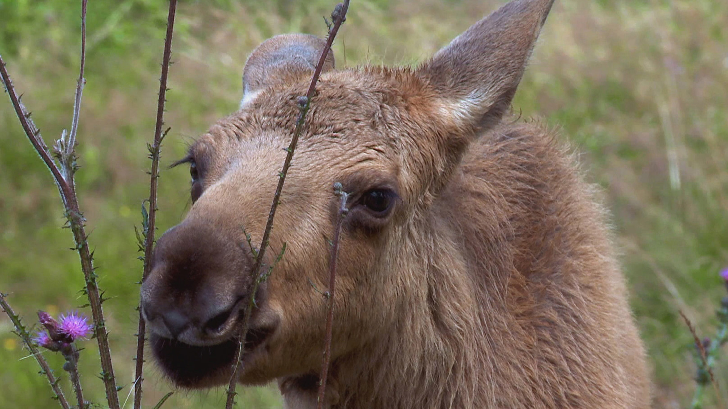 "Wildnis Europa - Der Elch": Ein Elchkalb