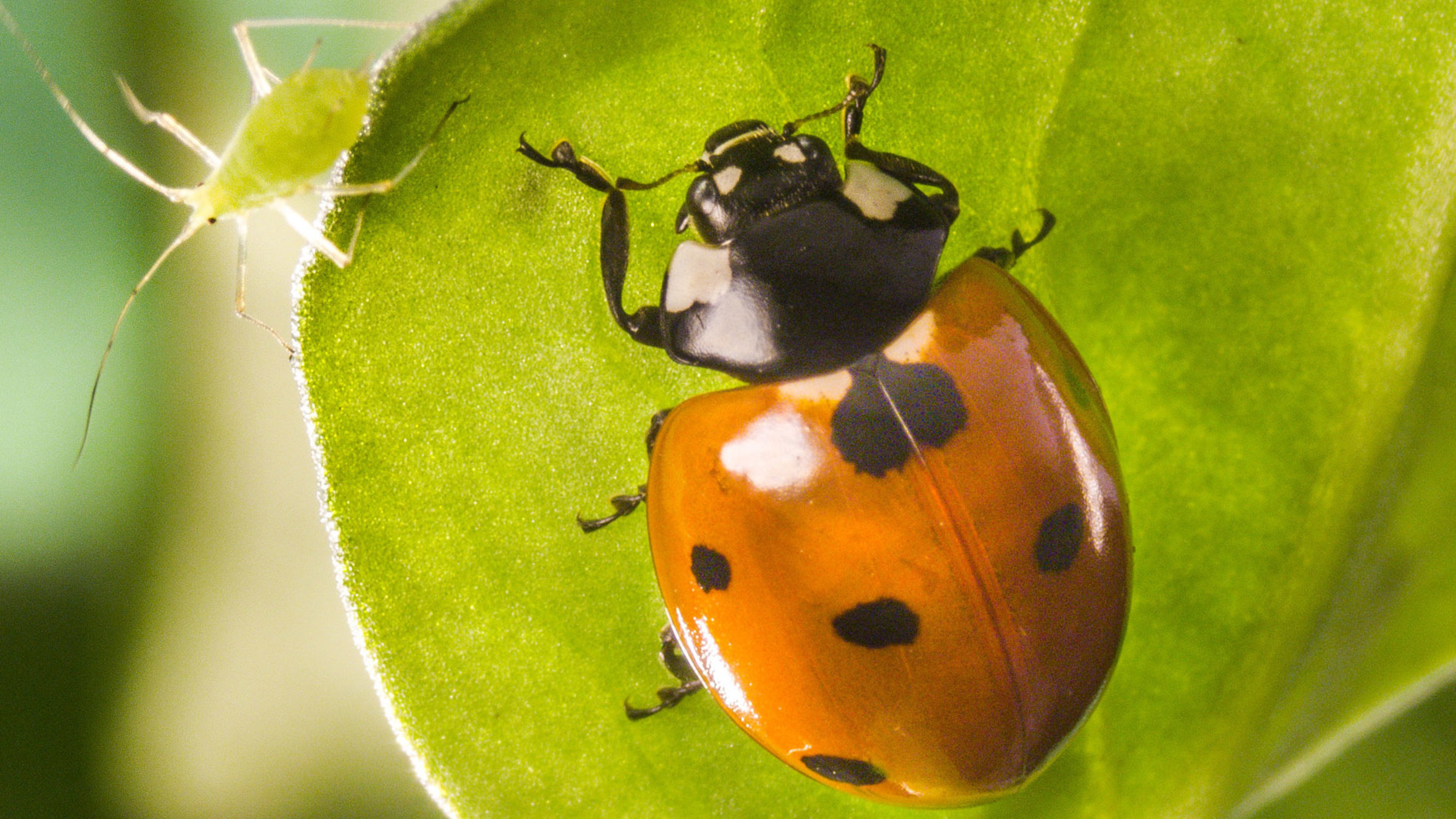 "Winzige Wunder (1/3) - Die Wiese des Schreckens": Marienkäfer.
