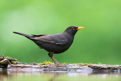 Gefiederte Nachbarn - Die bunte Welt der Gartenvögel