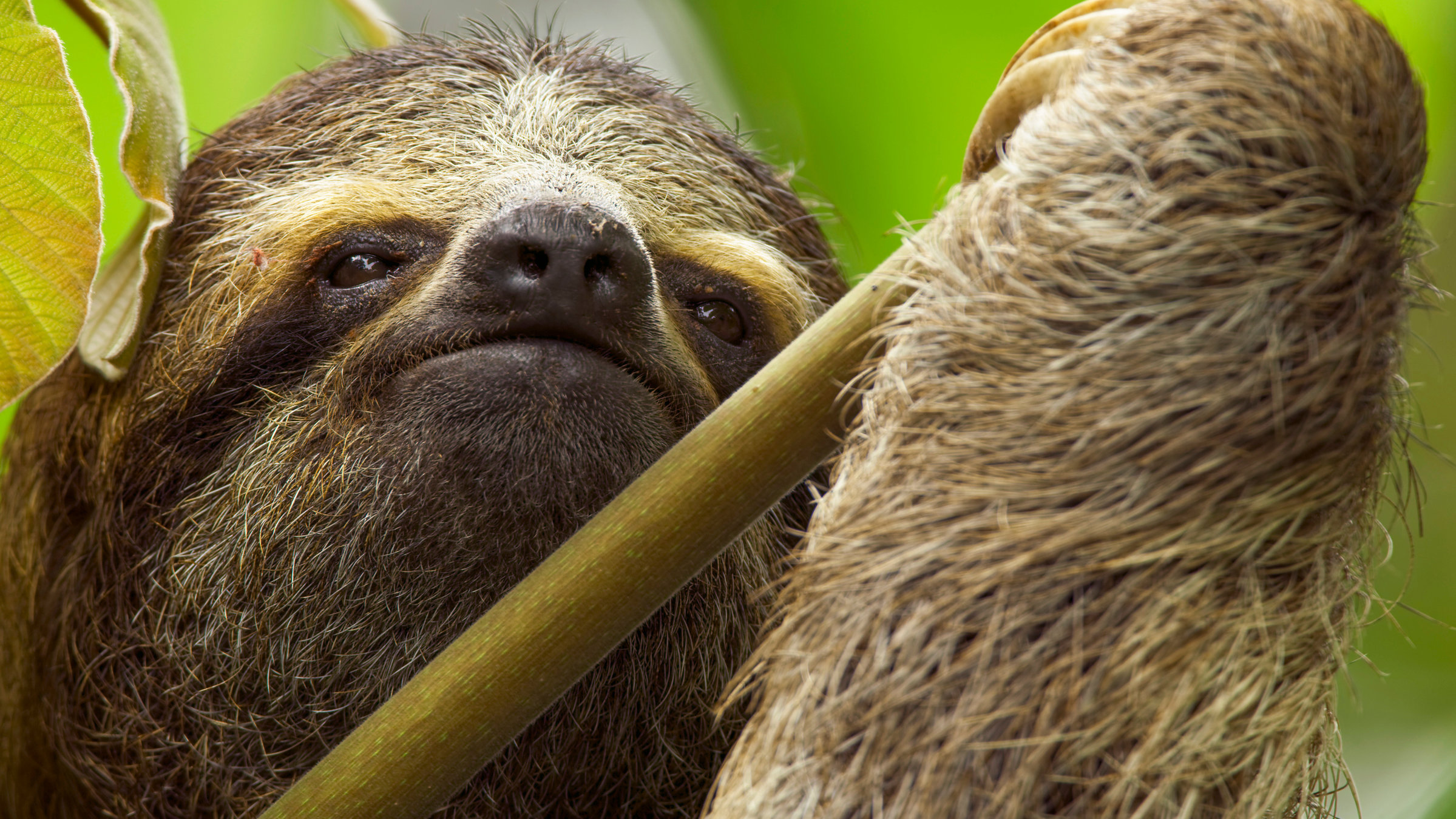 "Terra X: Unser grüner Planet - Tropen": Ein Faultier mit einem Ast in der Hand.