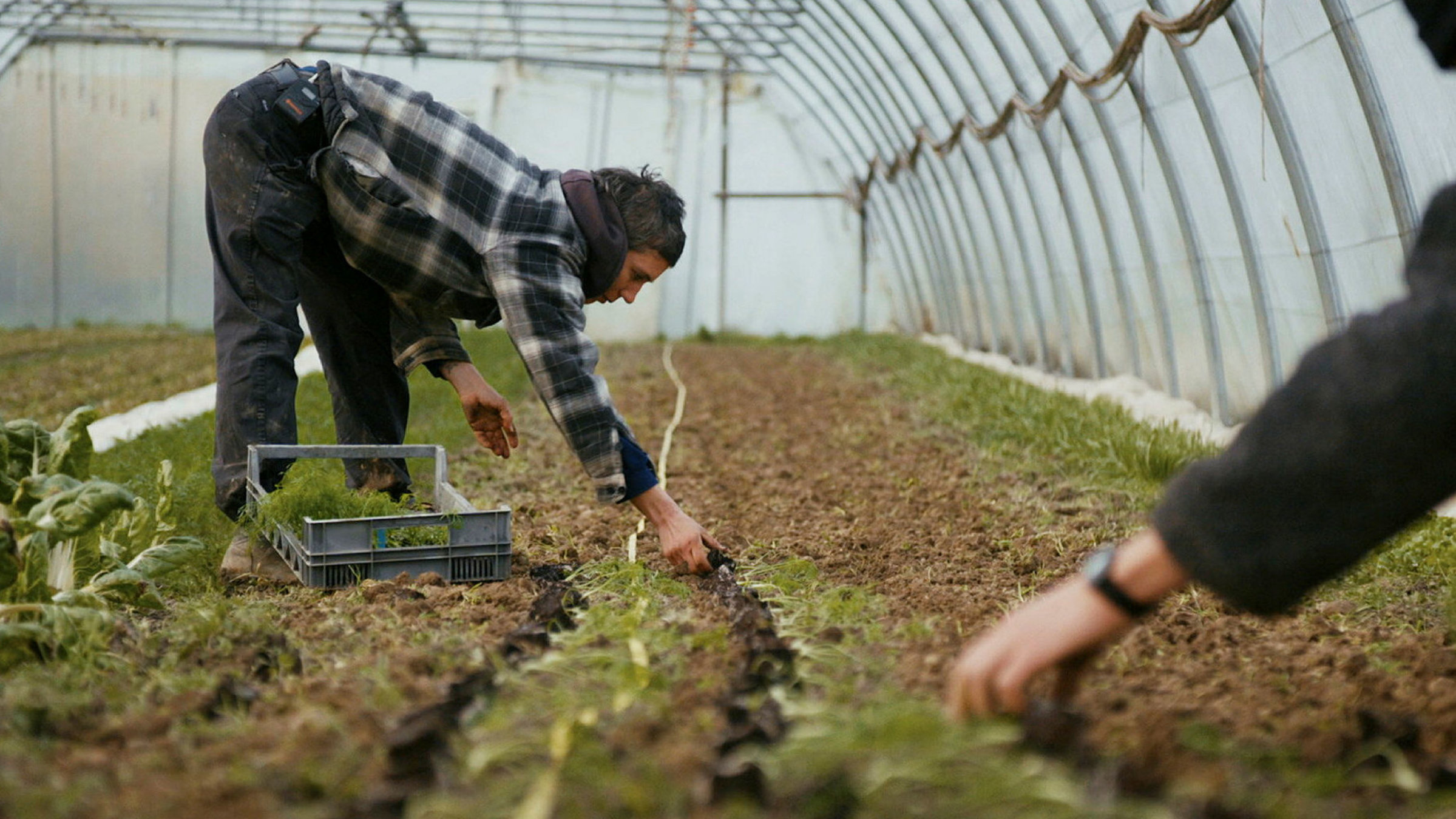 "Fürs Essen auf den Acker": Es werden Setzlinge gepflanzt