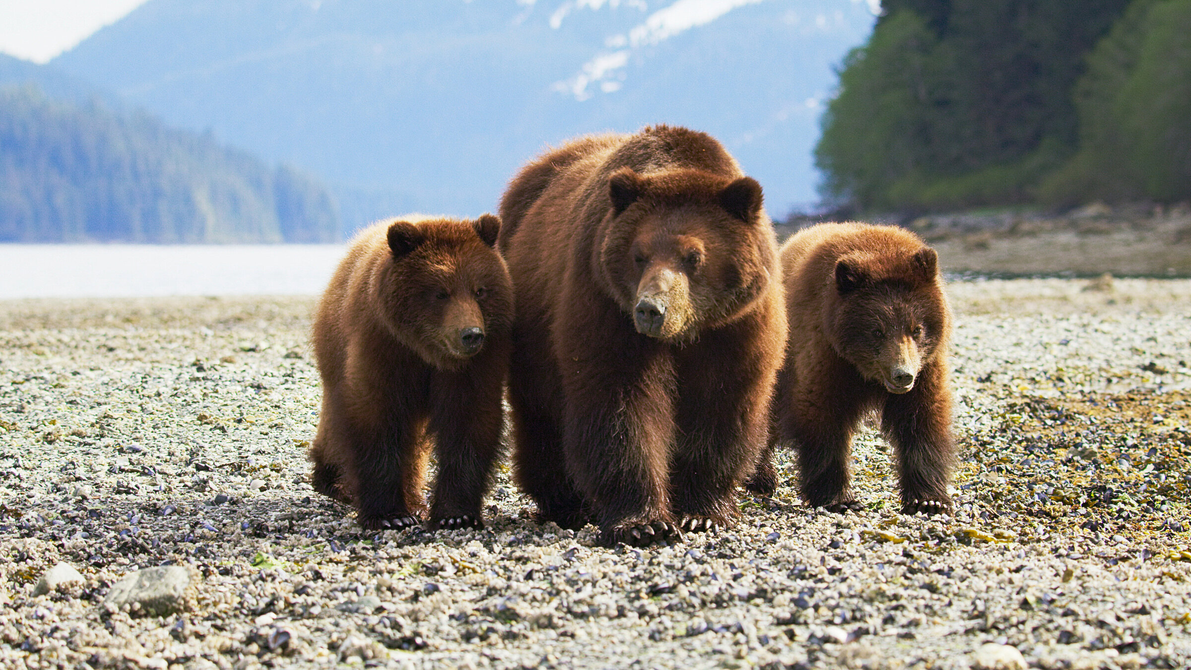 "Der ungezähmte Planet (1/3) - Alaska": Grizzlybär-Mutter mit ihren Jungen.