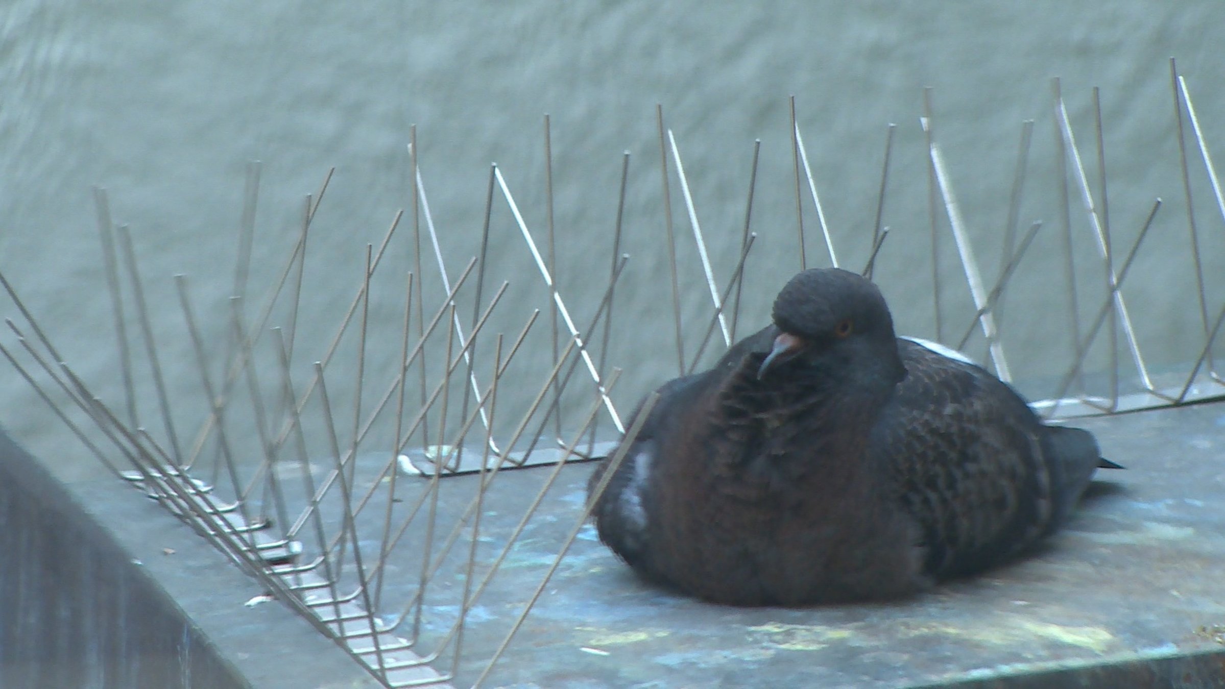 "Der Taubenkrieg": Spikes sind wenig wirksam - eine Taube macht es sich dazwischen gemütlich.