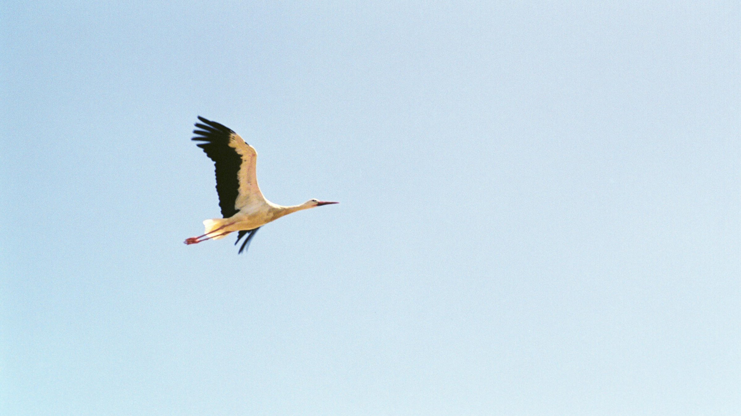 "Der Flug der Störche" - Weißstorch.