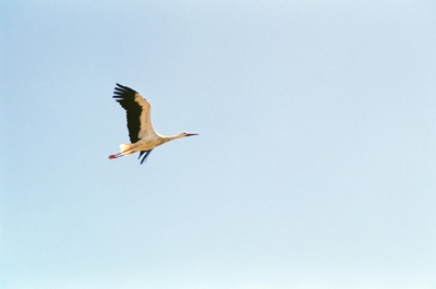 Der Flug der Störche