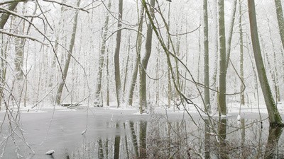 Unsere Wälder - Im Reich des Wassers