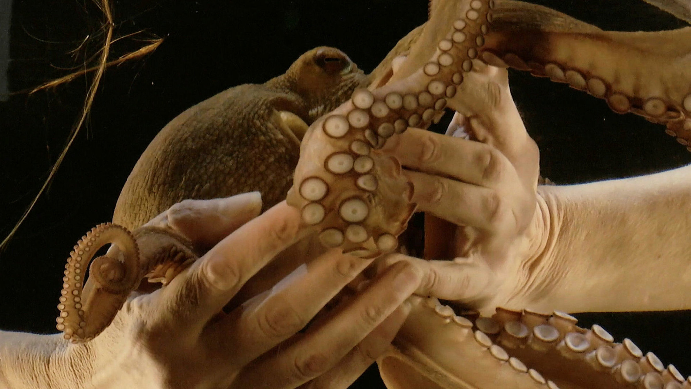 "Nathalie und der Oktopus": Nathalie bei der täglichen Liebkosung des Oktopus.