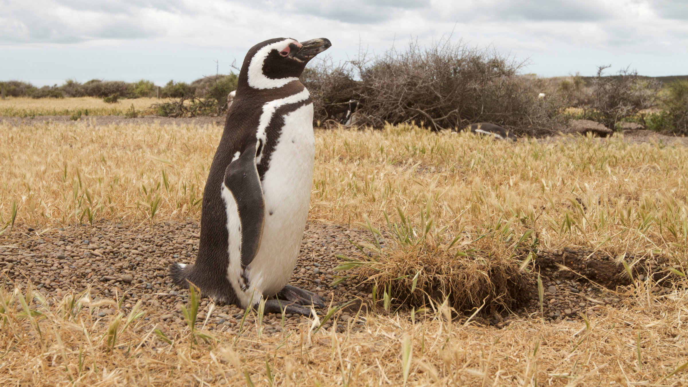 "Wildes Überleben (5/5) - Tierische Kommunikation": Eine leicht verdorrte Graslandschaft, darüber ein wolkenverhangener Himmel. In der Mitte des Bildes ein Pinguin mit auffälligen weißen Streifen um Kopf und Brust.