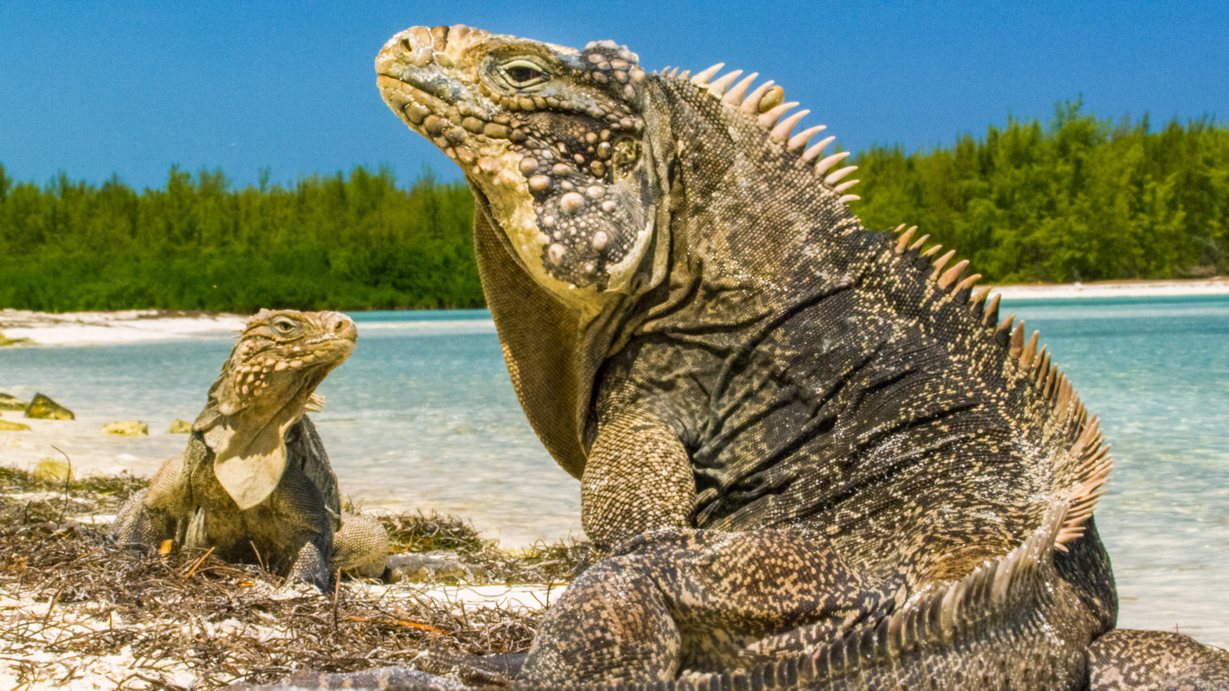 "Kuba - Im Rhythmus der Natur": Leguan.