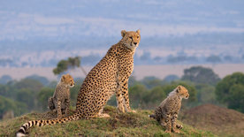 Die Großkatzen der Masai Mara (1/2)