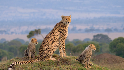 Die Großkatzen der Masai Mara (1/2)