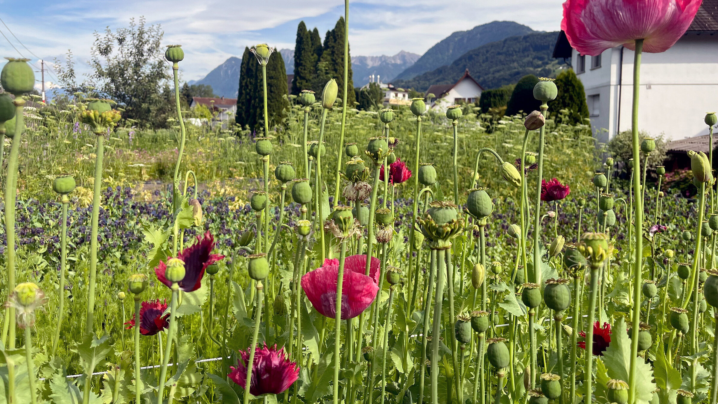 "Im Rausch der Blumen: Von Festen und Jahreszeiten": Die Gärtnerei "Blumen Kopf" bewirtschaftet mittlerweile rund 6.000 Quadratmeter Ackerfläche in Vorarlberg nach den Prinzipien der "Slow Flower"-Bewegung.