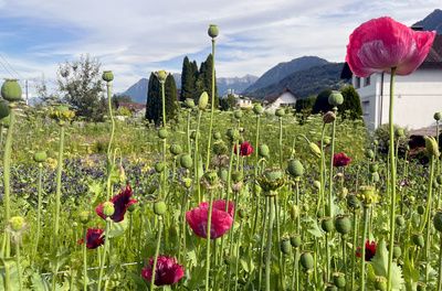 Im Rausch der Blumen: Von Festen und Jahreszeiten