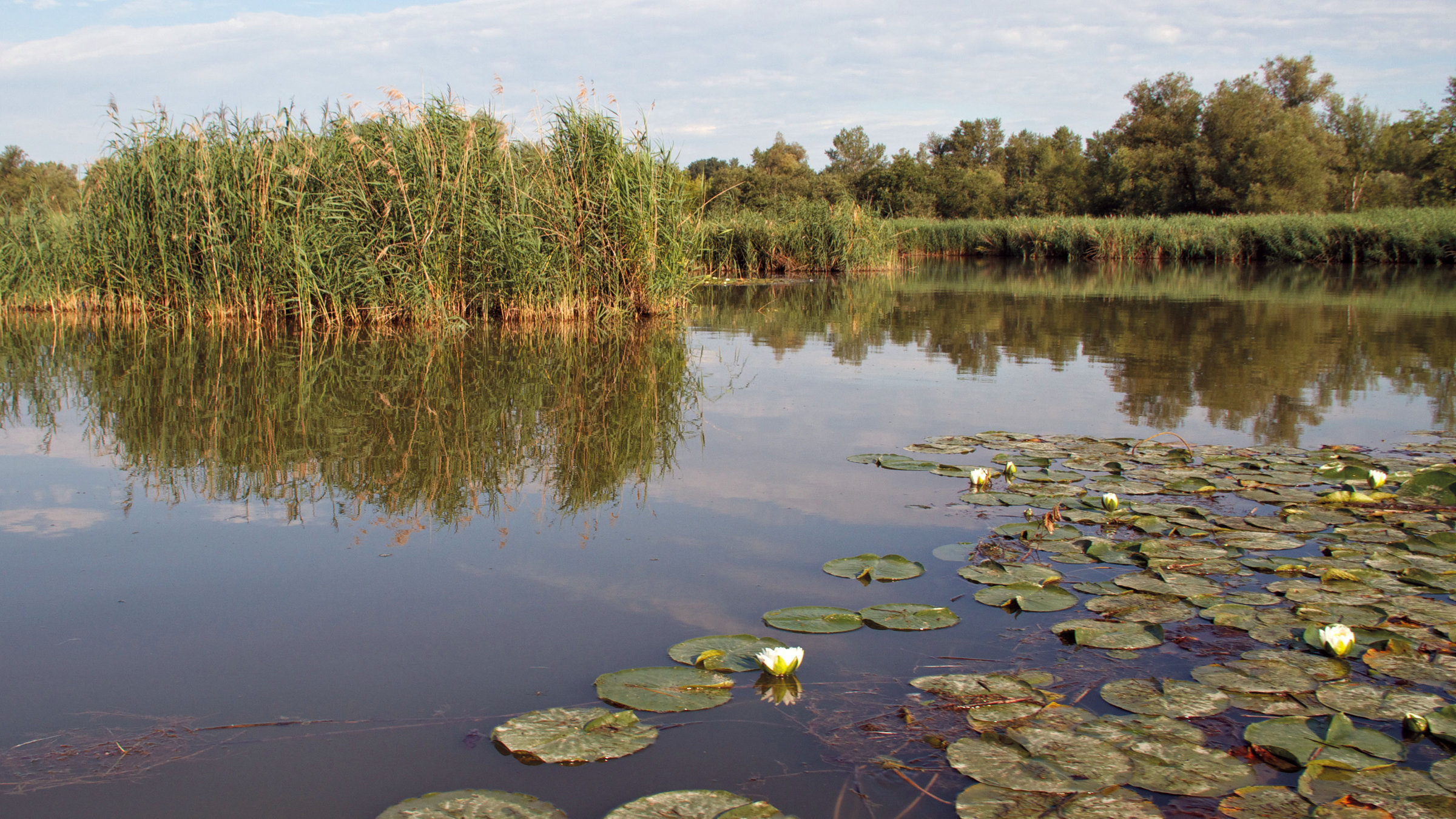"Inn - Der grüne Fluss aus den Alpen" - Altarm Kirchdorf unterer Inn.