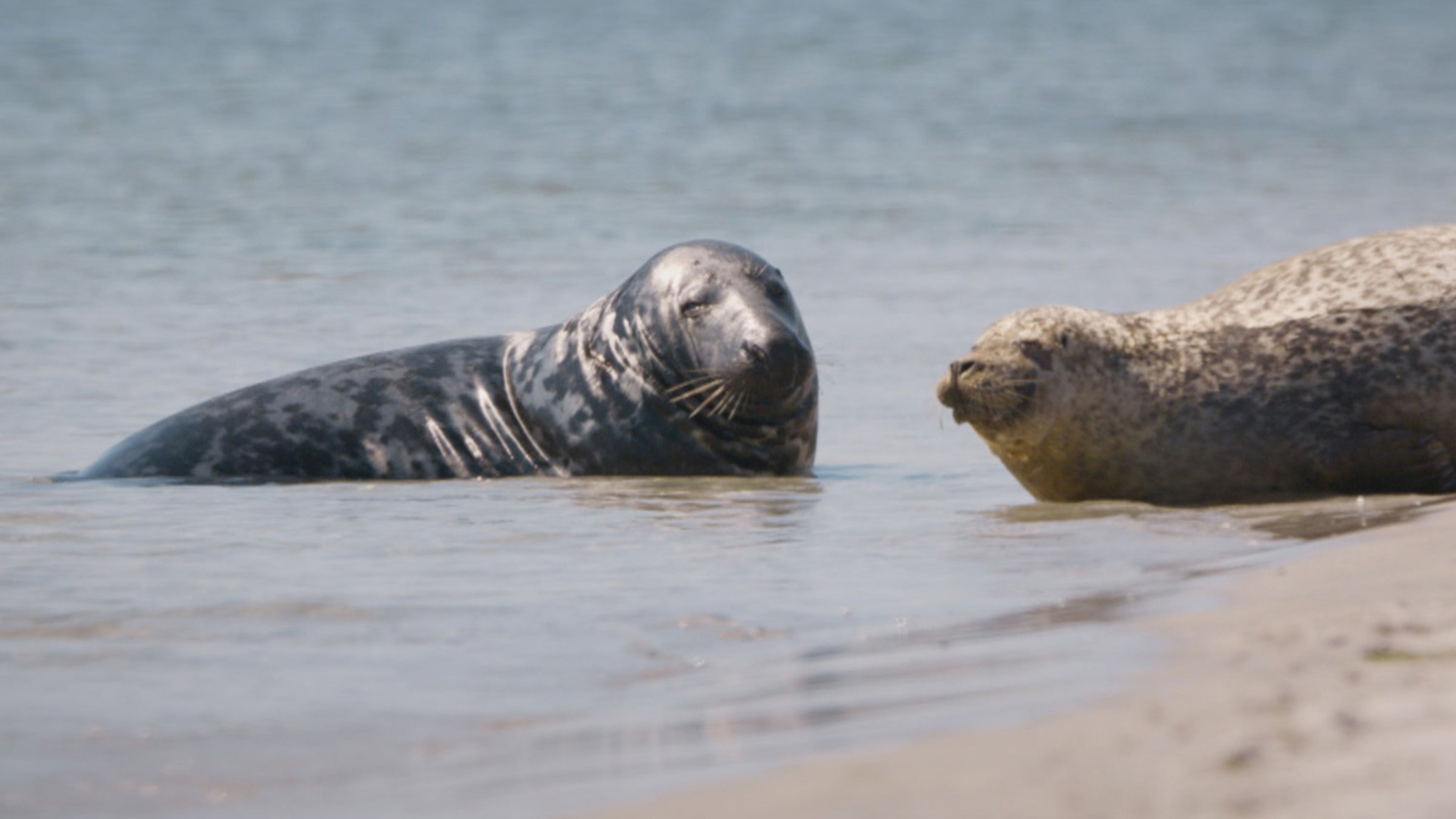 "Wildnis Europa - Die Kegelrobbe": Eine Kegelrobbe und ein Seehund