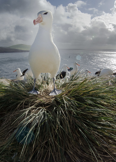 Wilde Inseln: Falklandinseln