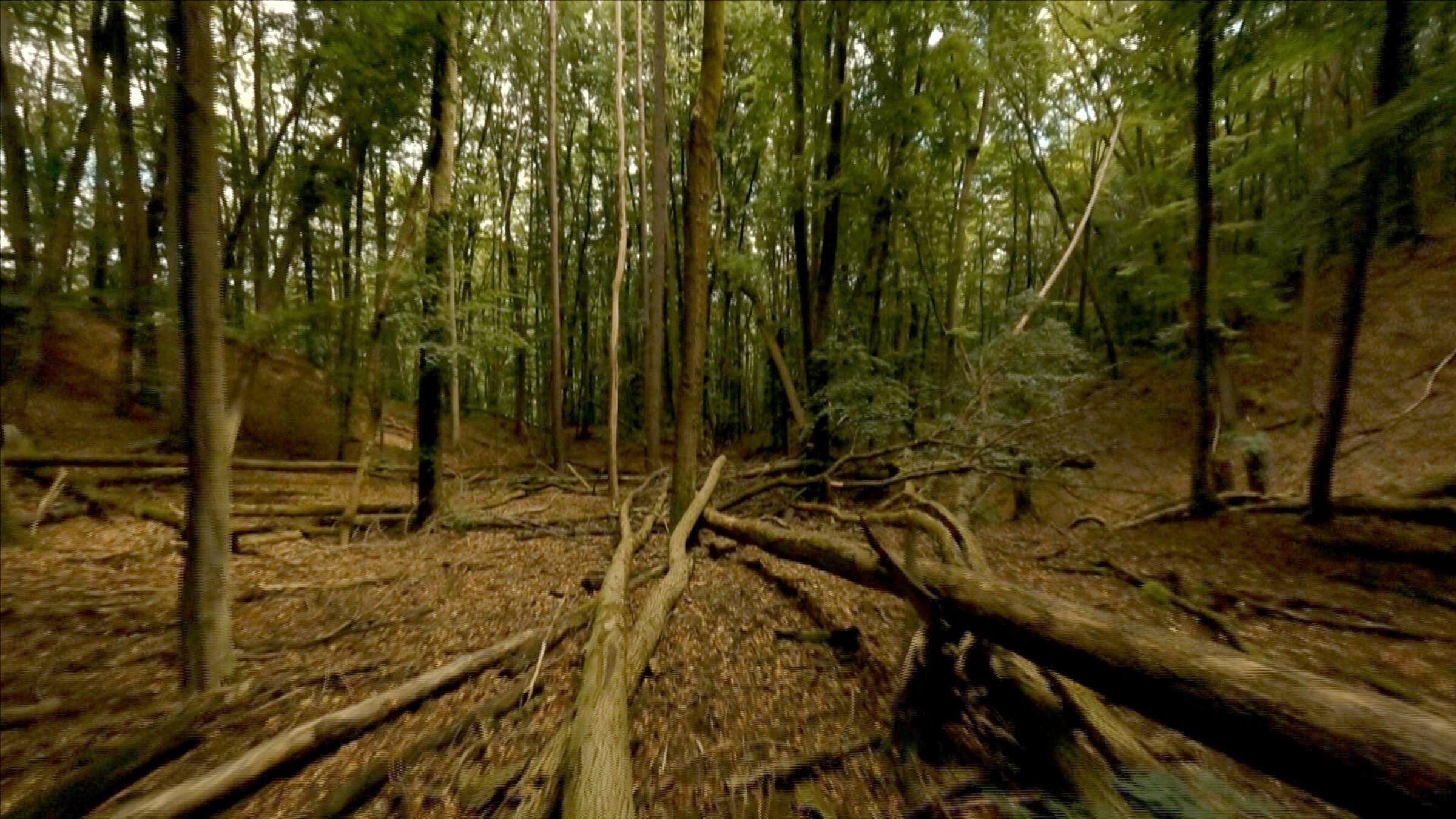 "Wienerwald - Habsburgs grüne Sünde": Wienerwald.