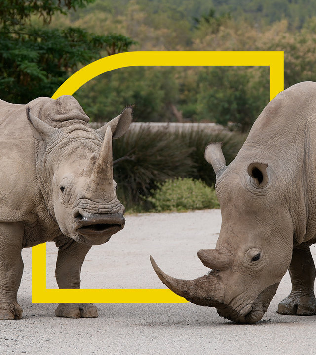 "plan b: Zoos mit Zukunft - Mehr Wildnis wagen": Zwei Breitmaulnashörner im Réserve Africaine.